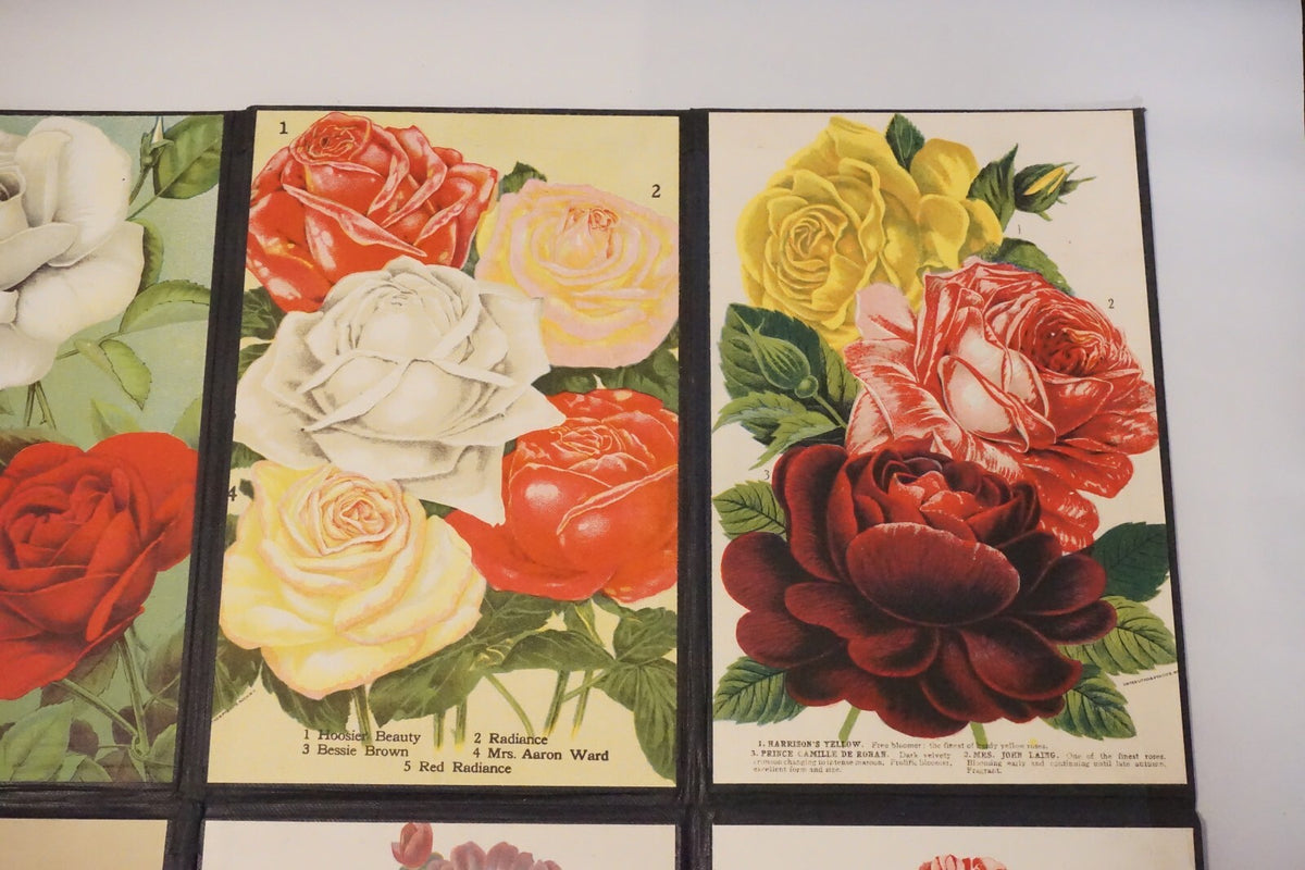 Folding Salesman Sampler of 16 Vintage Rose Illustrations