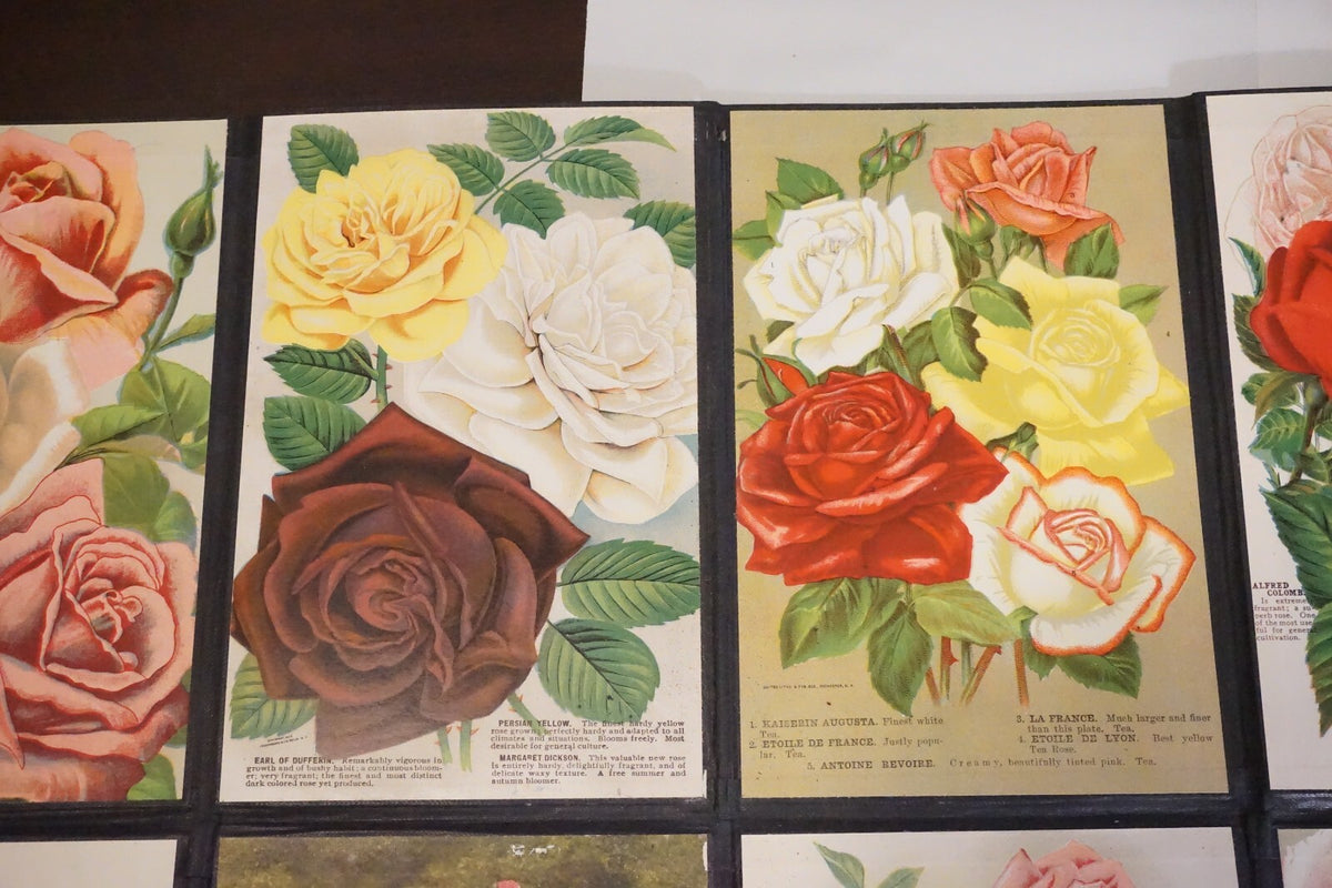 Folding Salesman Sampler of 16 Vintage Rose Illustrations