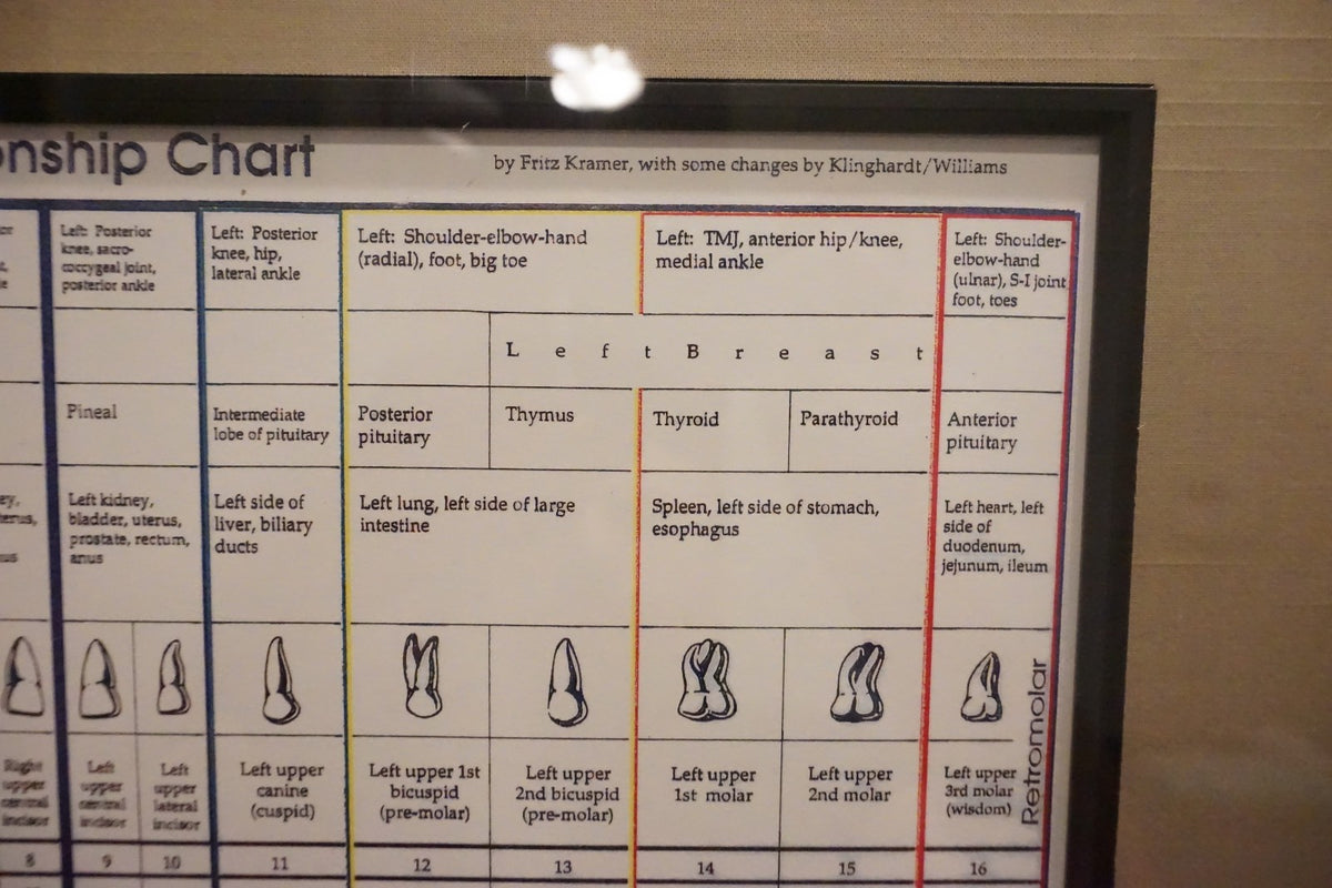 Dental Relationship Chart by Fritz Kramer - Framed 17.5" x 23.5"