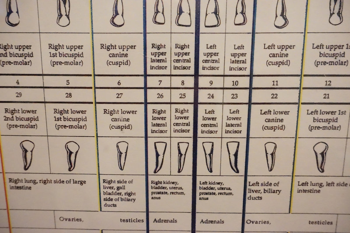 Dental Relationship Chart by Fritz Kramer - Framed 17.5" x 23.5"