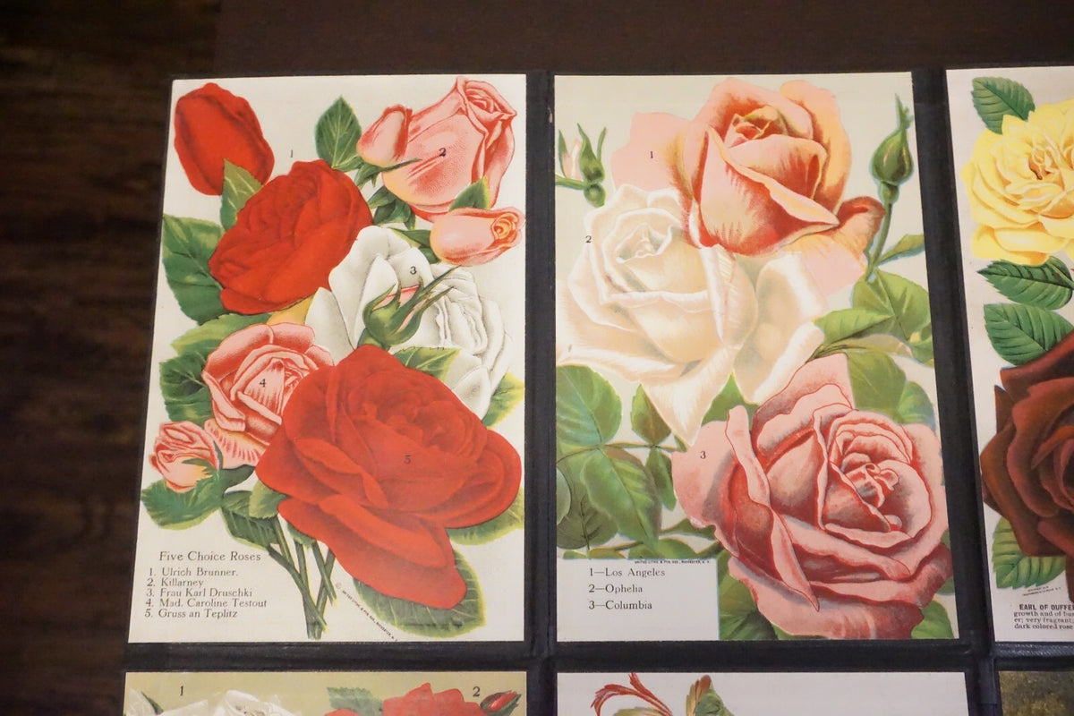 Folding Salesman Sampler of 16 Vintage Rose Illustrations
