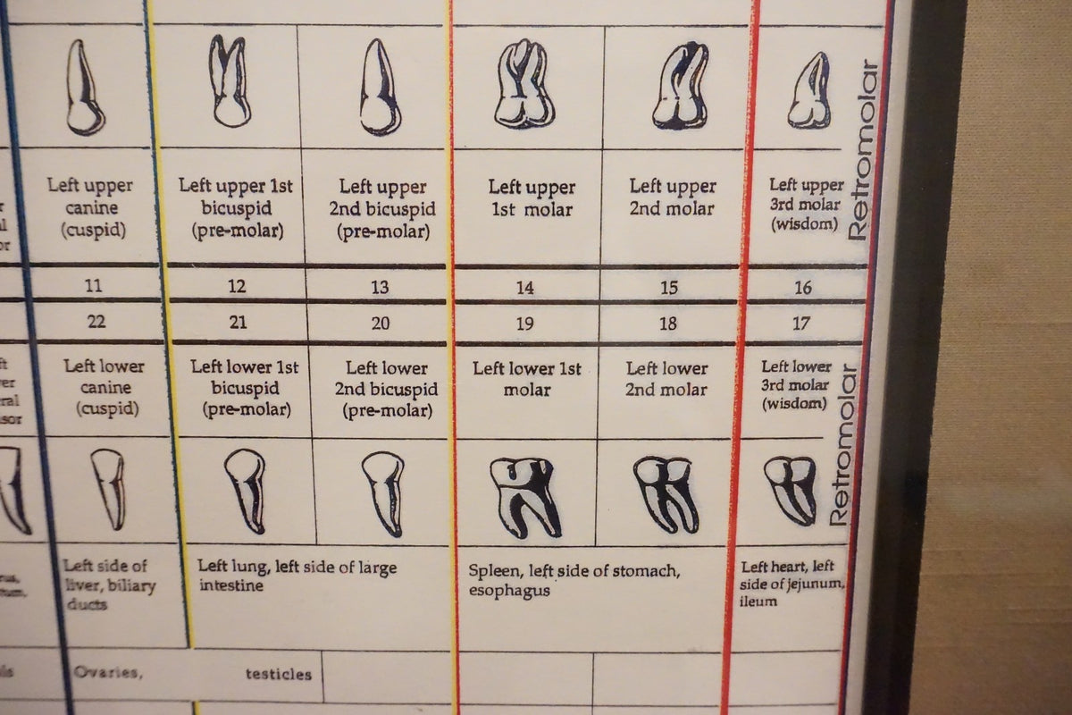 Dental Relationship Chart by Fritz Kramer - Framed 17.5" x 23.5"