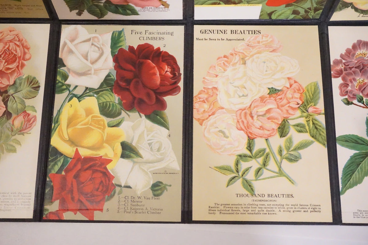 Folding Salesman Sampler of 16 Vintage Rose Illustrations