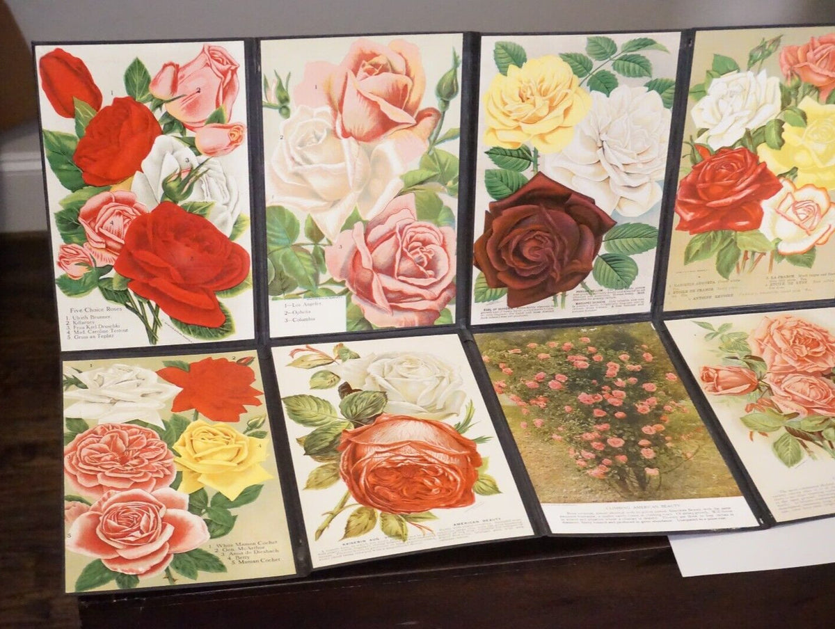 Folding Salesman Sampler of 16 Vintage Rose Illustrations