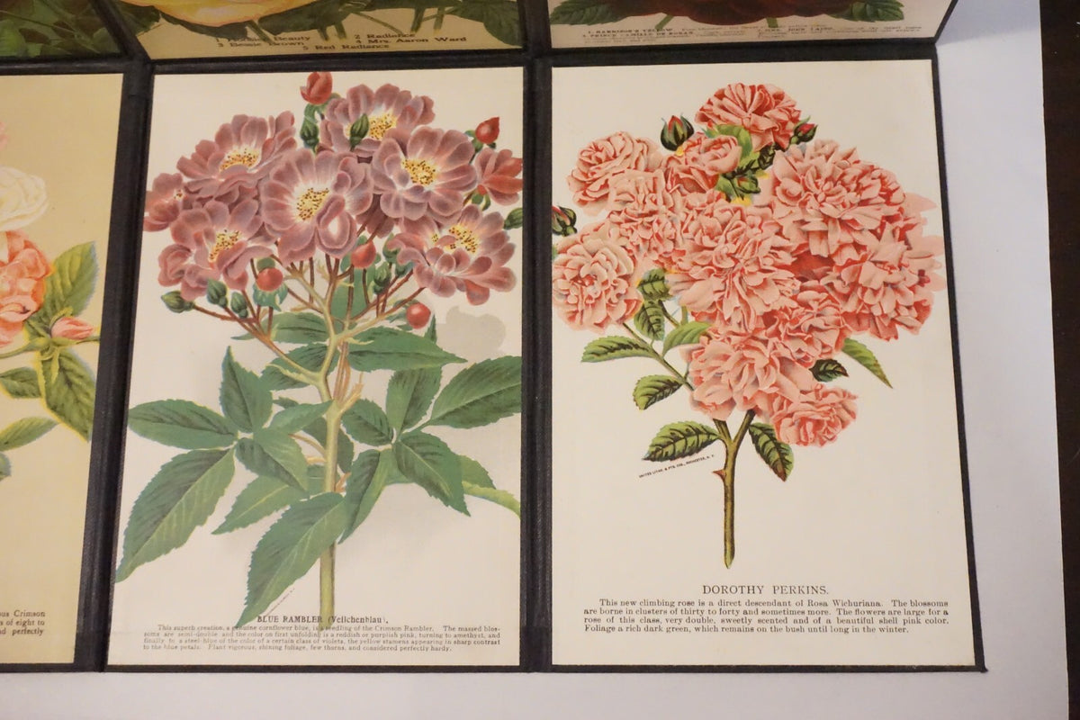 Folding Salesman Sampler of 16 Vintage Rose Illustrations
