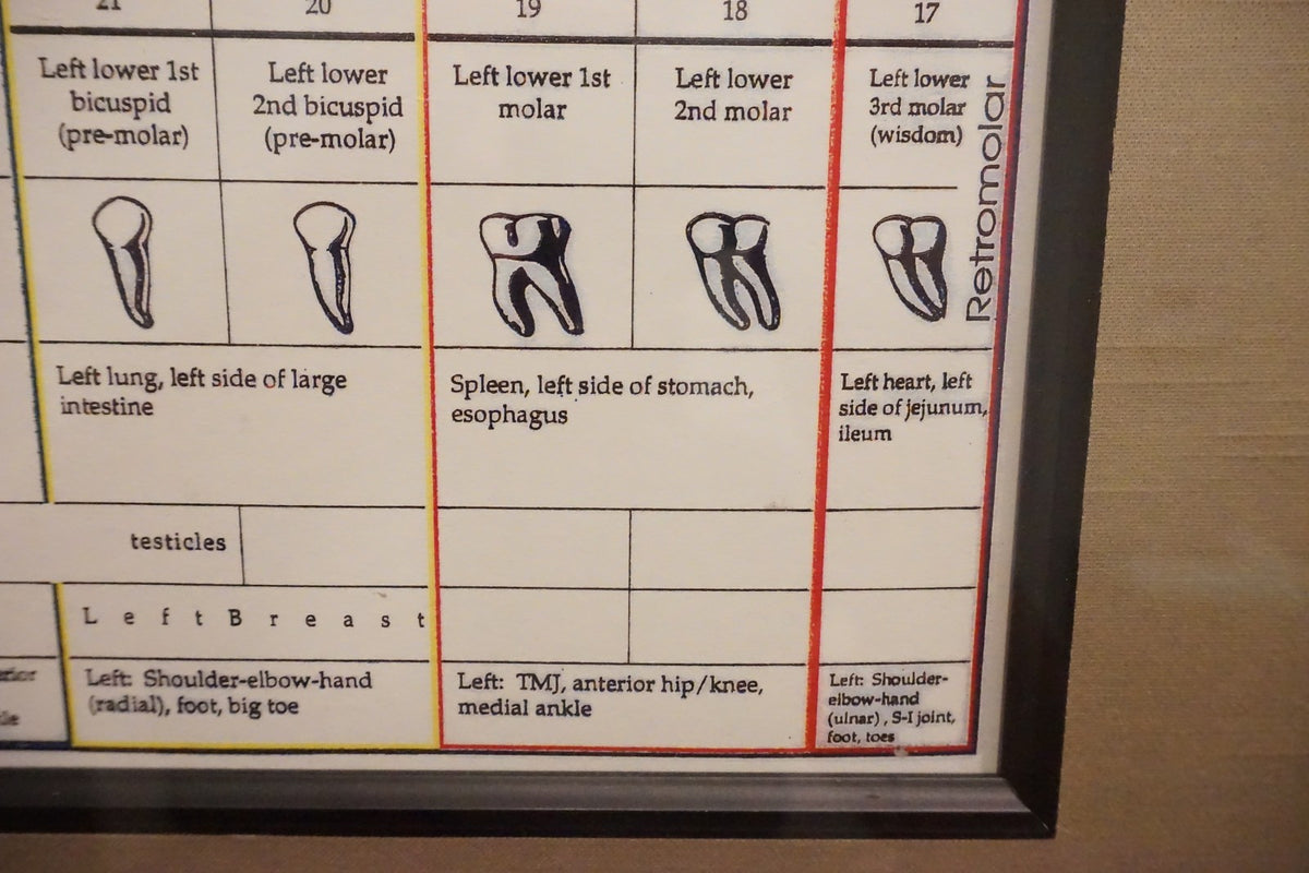 Dental Relationship Chart by Fritz Kramer - Framed 17.5" x 23.5"
