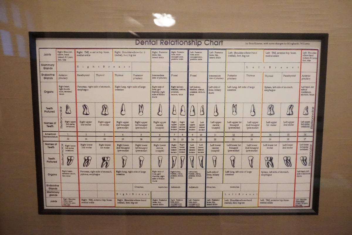 Dental Relationship Chart by Fritz Kramer - Framed 17.5" x 23.5"