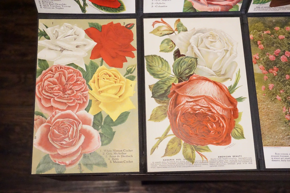 Folding Salesman Sampler of 16 Vintage Rose Illustrations