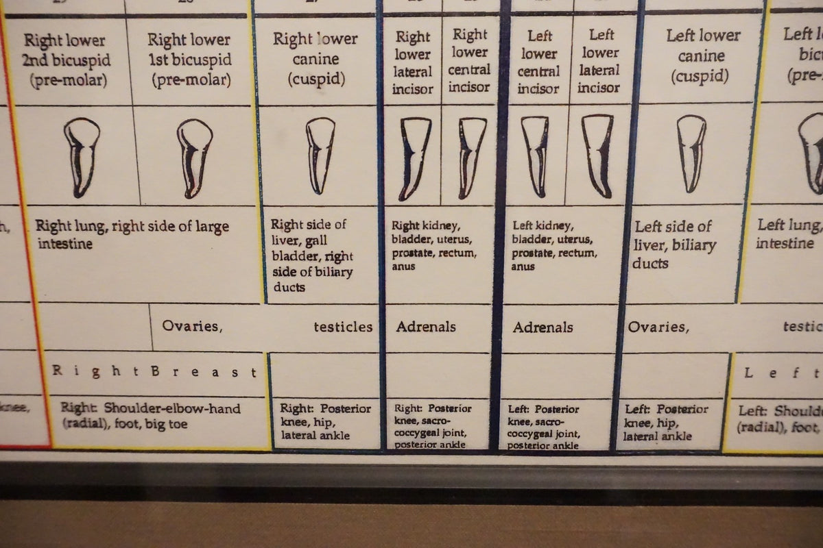 Dental Relationship Chart by Fritz Kramer - Framed 17.5" x 23.5"