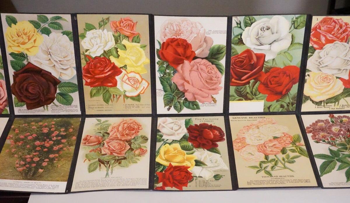 Folding Salesman Sampler of 16 Vintage Rose Illustrations