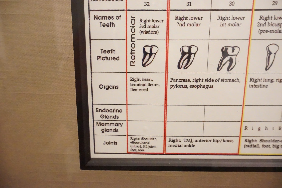 Dental Relationship Chart by Fritz Kramer - Framed 17.5" x 23.5"