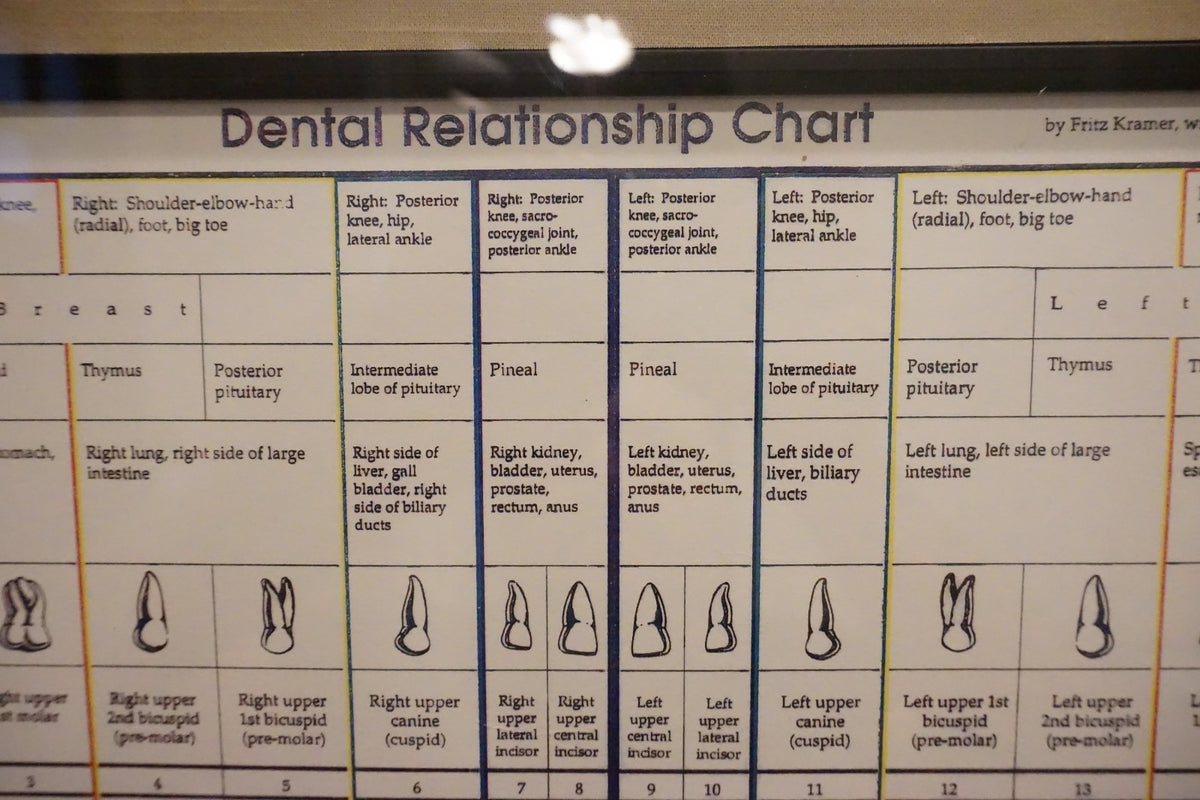 Dental Relationship Chart by Fritz Kramer - Framed 17.5" x 23.5"