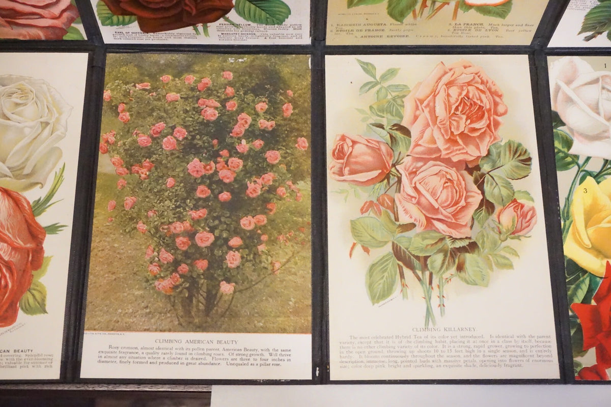 Folding Salesman Sampler of 16 Vintage Rose Illustrations