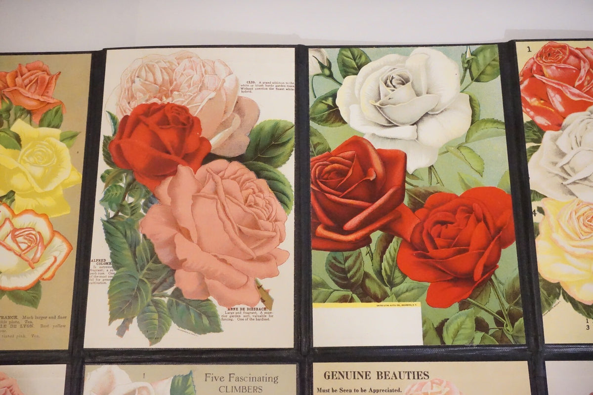 Folding Salesman Sampler of 16 Vintage Rose Illustrations