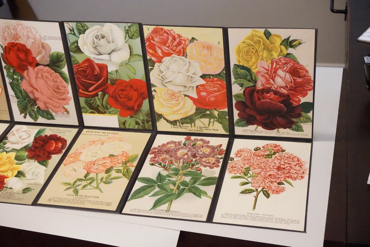 Folding Salesman Sampler of 16 Vintage Rose Illustrations