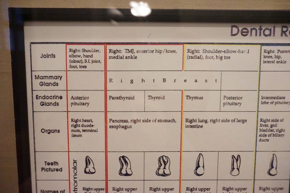 Dental Relationship Chart by Fritz Kramer - Framed 17.5" x 23.5"